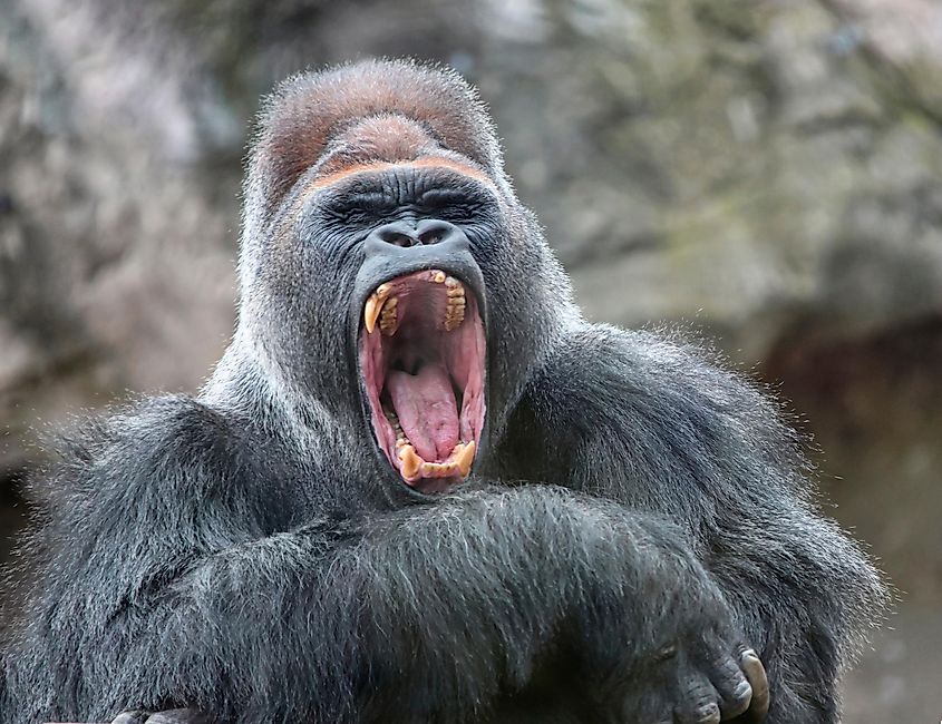 A gorilla with its mouth open.