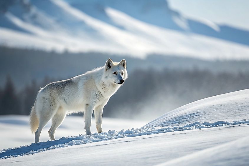 Arctic wolf in the snow. 