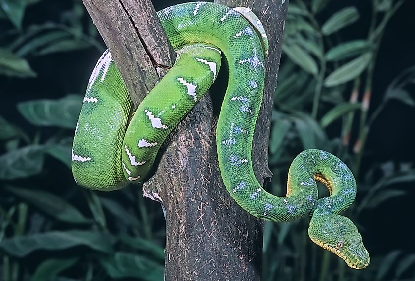 An emerald tree boa coiled around a tree branch