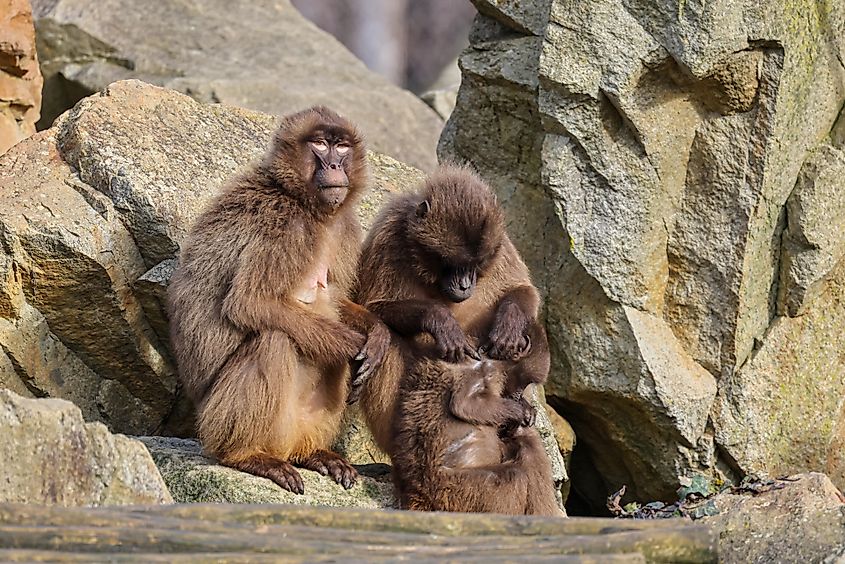 A gelada family