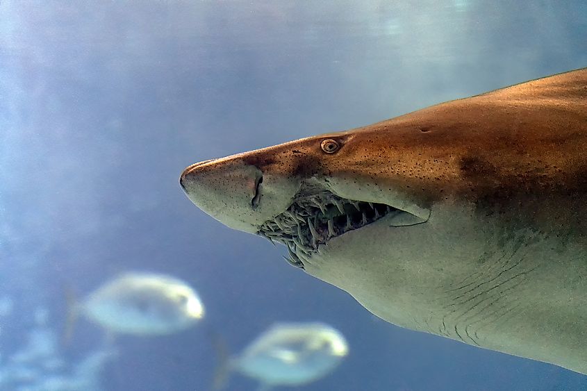 A bull shark (Carcharhinus leucas)