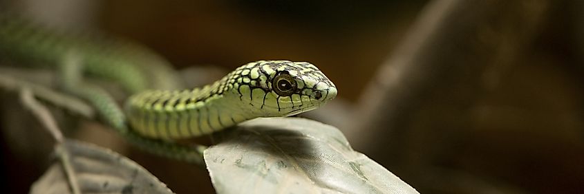 A Boomslang snake (Dispholidus typus)