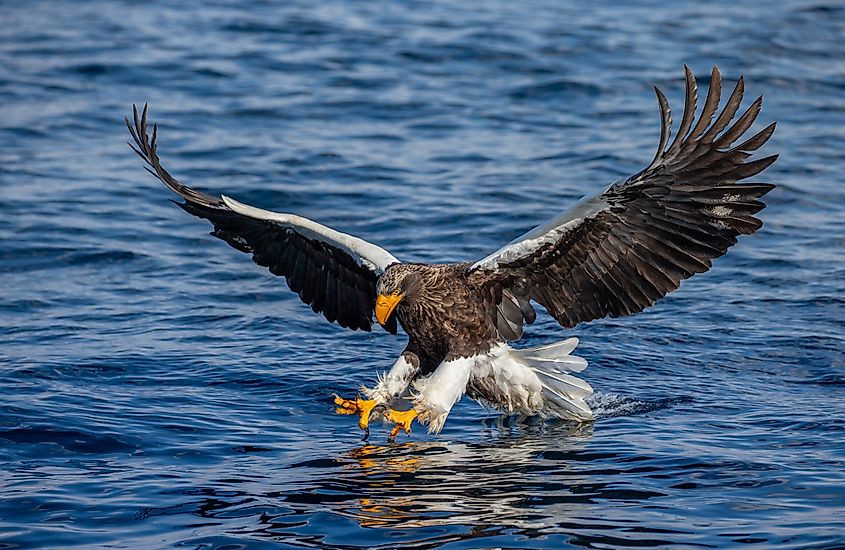 Steller's sea eagle attacking a fish off Hokkaido, Japan.