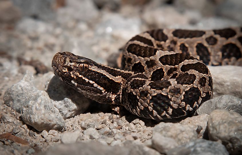 A young juvenile eastern massasauga rattlesnake
