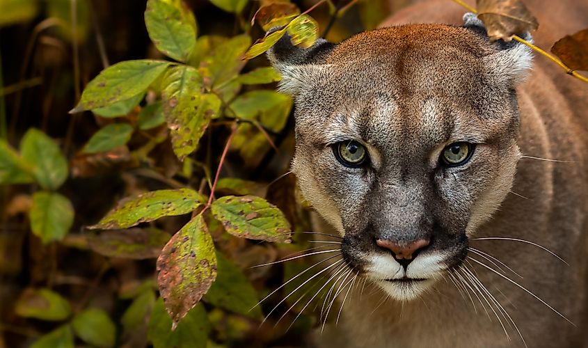 A mountain lion (Puma concolor)