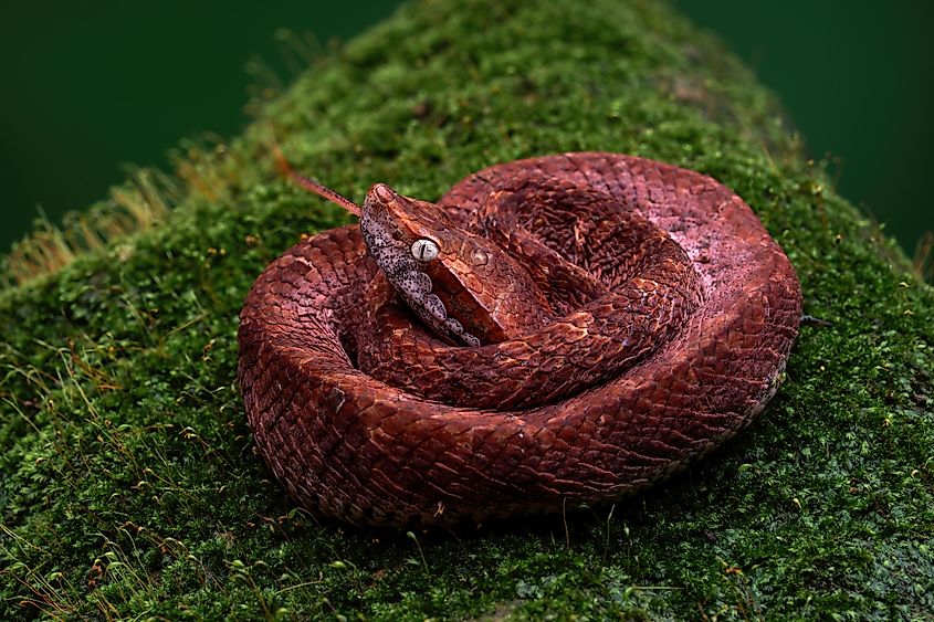 A Malayan pit viper (Calloselasma rhodostoma)