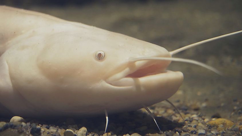 A wels catfish (Silurus glanis)