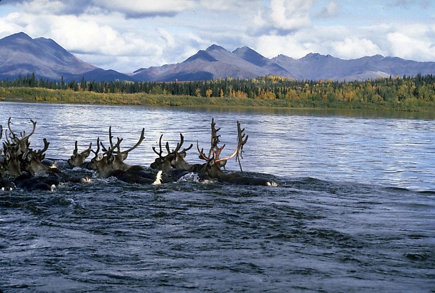 Caribou swimming across the Kobuk River in Kobuk Valley National Park, Alaska.