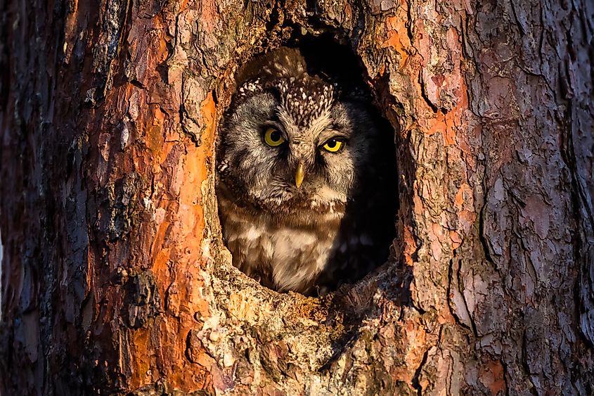 A boreal owl (Aegolius funereus)