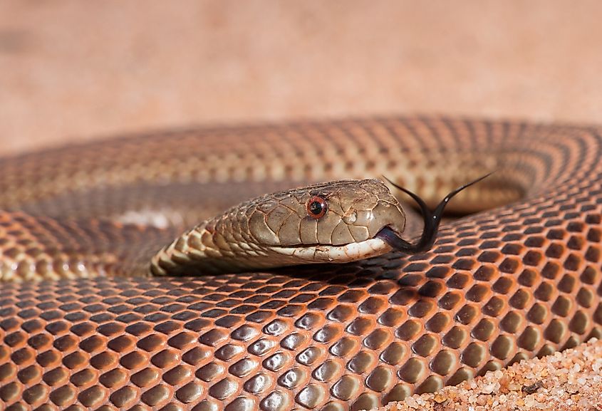 A mulga snake (Pseudechis australis)
