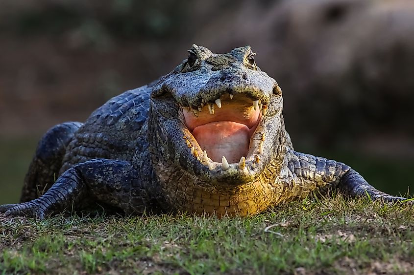 A black caiman (Melanosuchus niger)