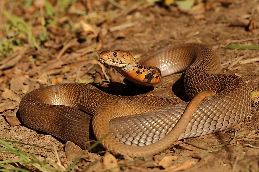 A Mozambique spitting cobra (Naja mossambica)