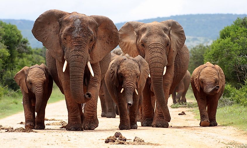 An African elephant with its trunk raised.