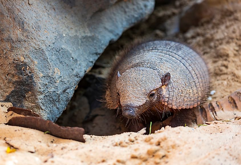 An armadillo