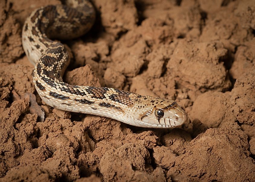 A bull snake (Pituophis catenifer sayi)