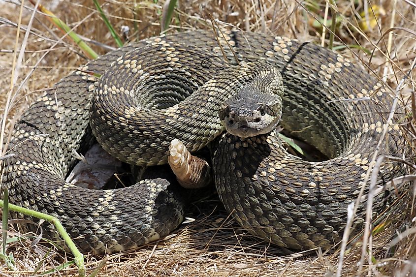 A Northern Pacific rattlesnake in California.