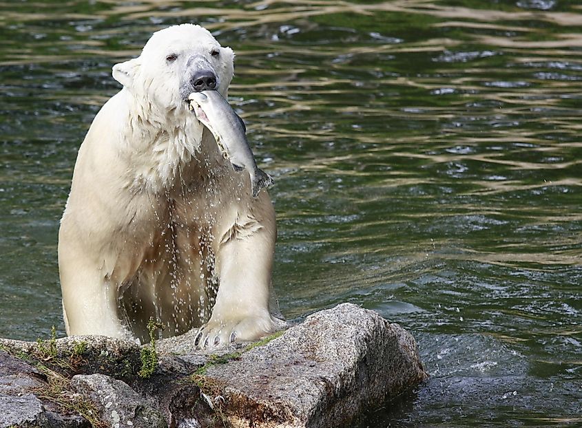 A polar bear on the ice.