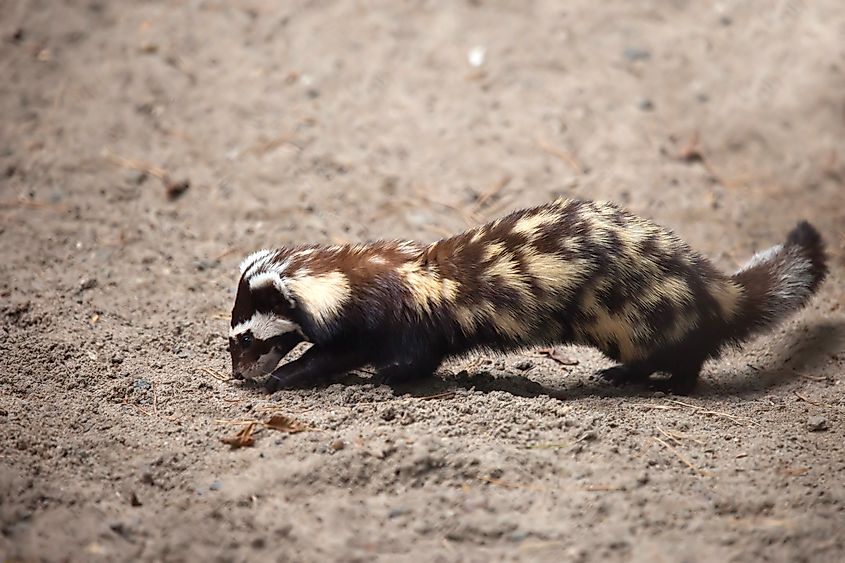 A marbled polecat (Vormela peregusna)