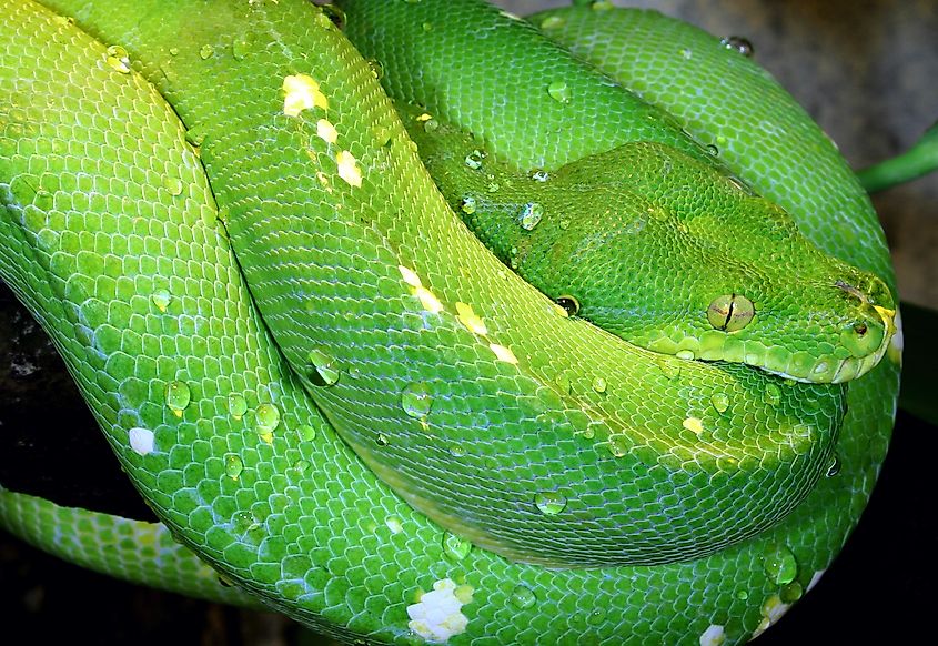 A green tree python coiled on a branch