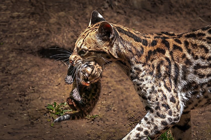 Mother Ocelot Carrying Baby on its mouth