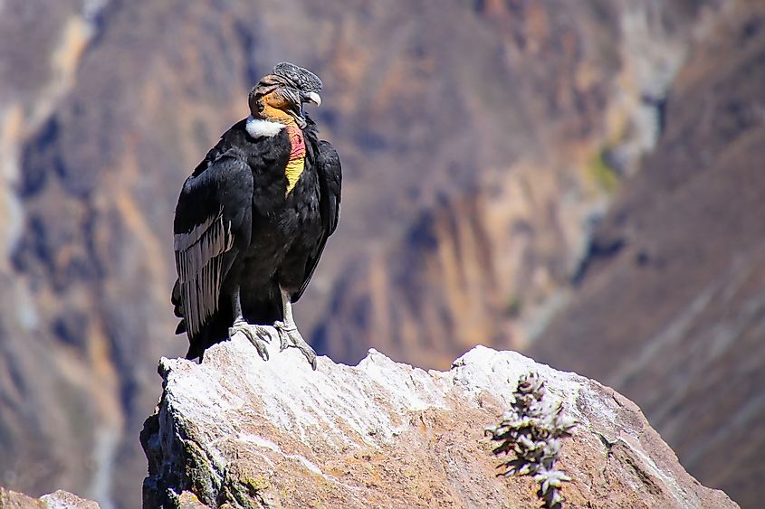 An Andean condor (Vultur gryphus)