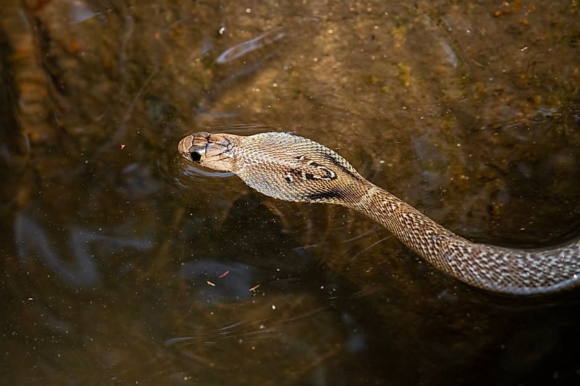 An Indian cobra (Naja naja)