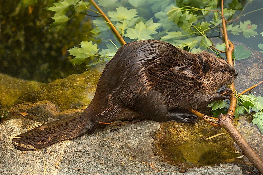 The Eurasian beaver