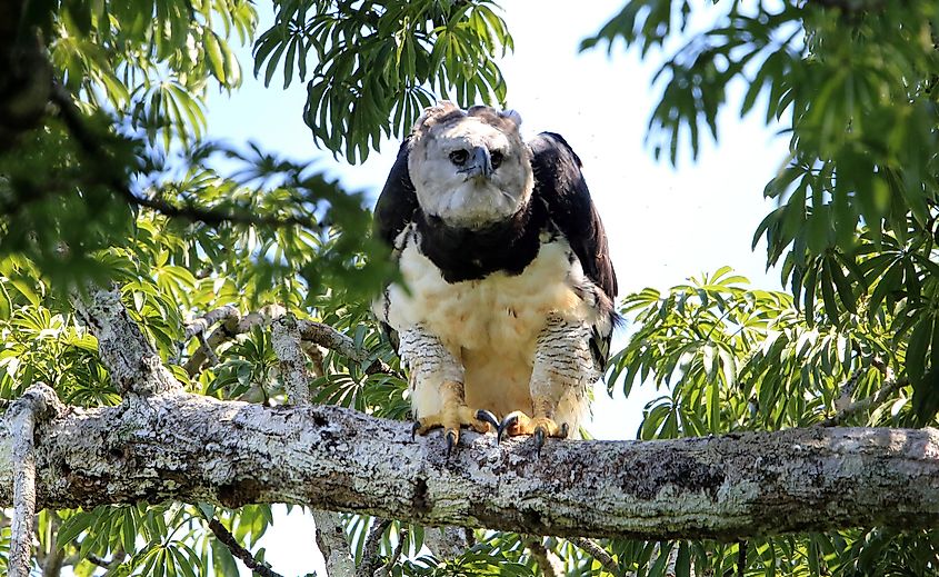 A harpy eagle perched on a branch in the rainforest.