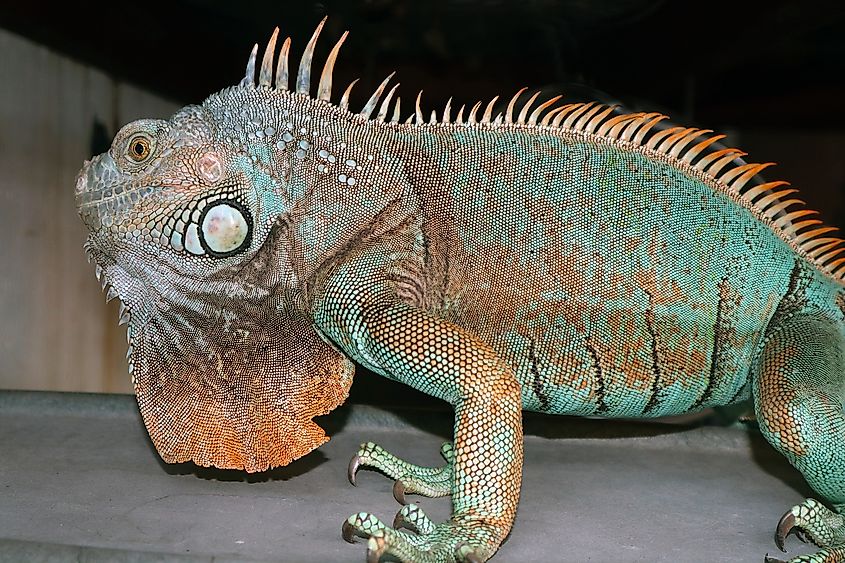 Blue Green Iguana Puffed Up