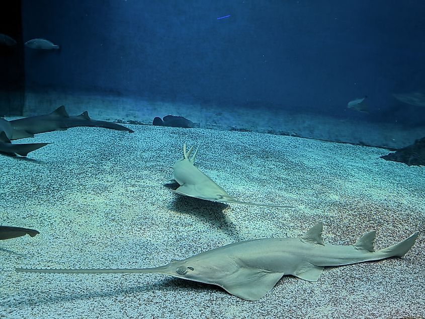 A pair of sawfish