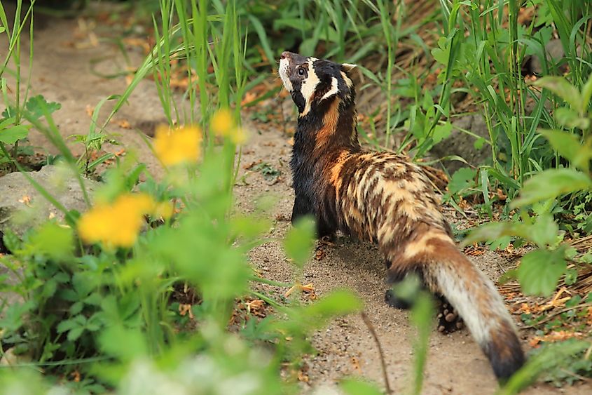 A marbled polecat (Vormela peregusna)