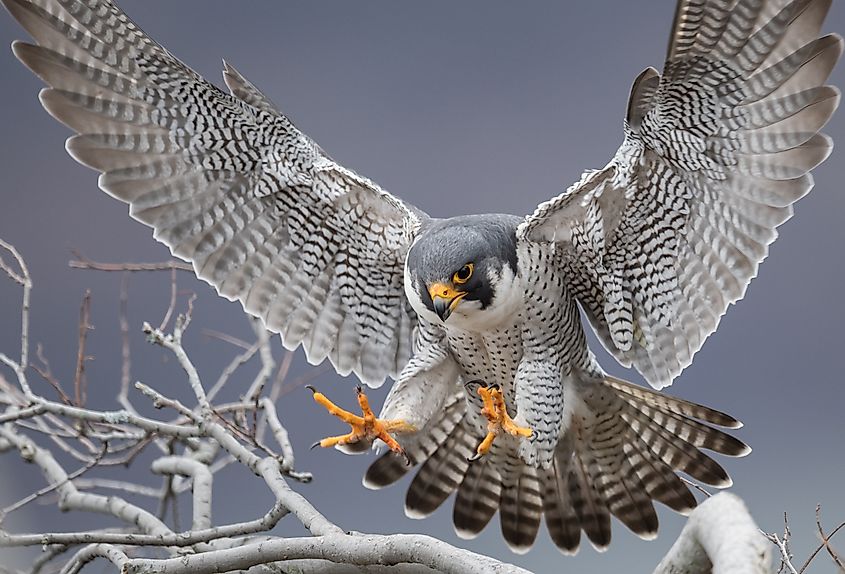 A peregrine falcon