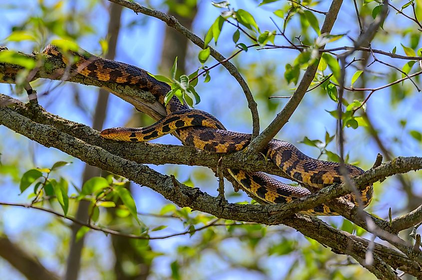 An eastern fox snake (Pantherophis vulpinus)