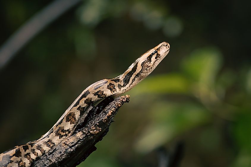 An Indian python (Python molurus)