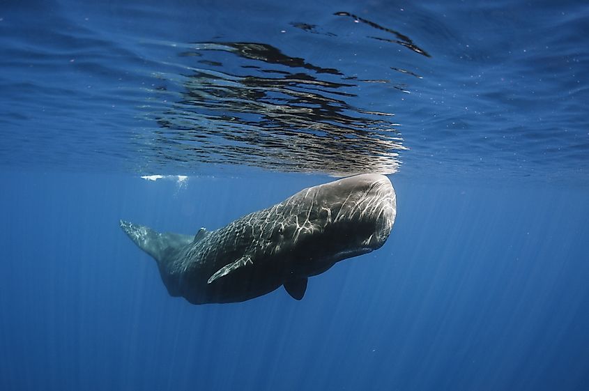The sperm whale has the largest brain of all animals.
