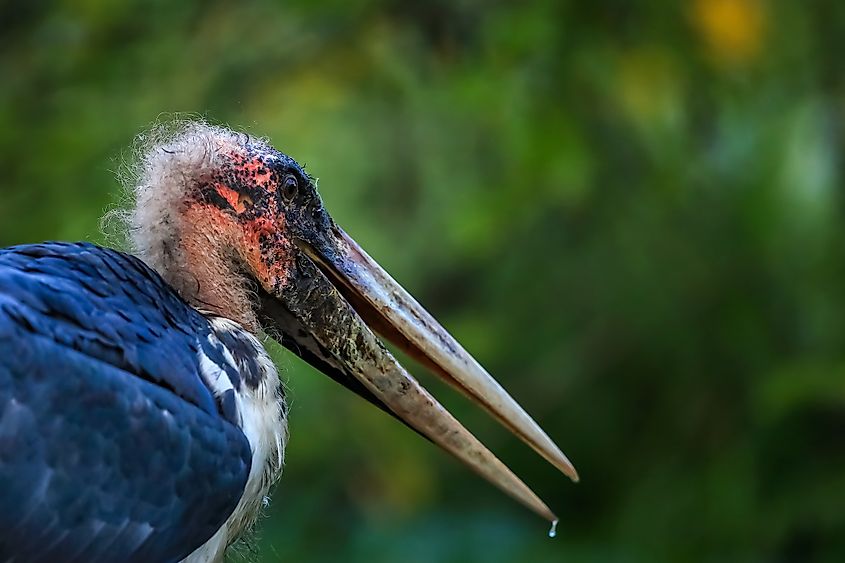 A marabou stork (Leptoptilos crumenifer)
