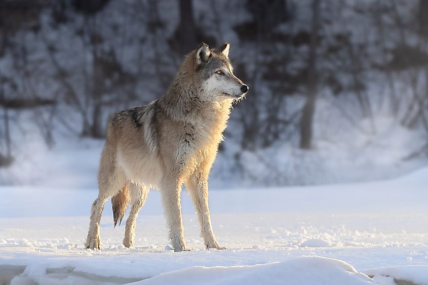 A gray wolf in a snowy winter landscape at dawn
