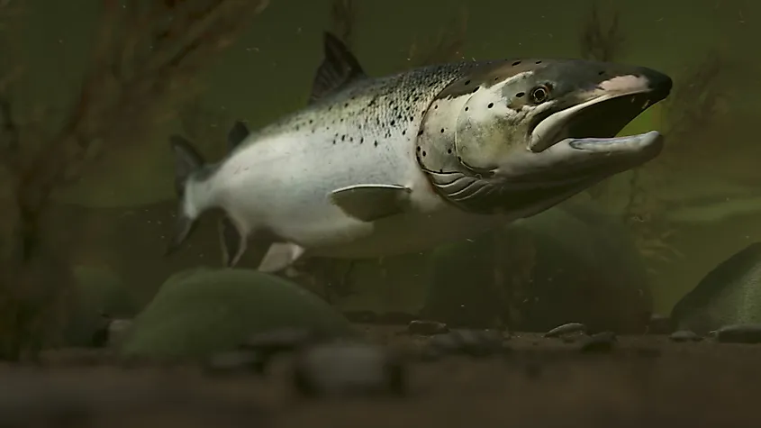 A landlocked salmon (Salmo salar sebago)