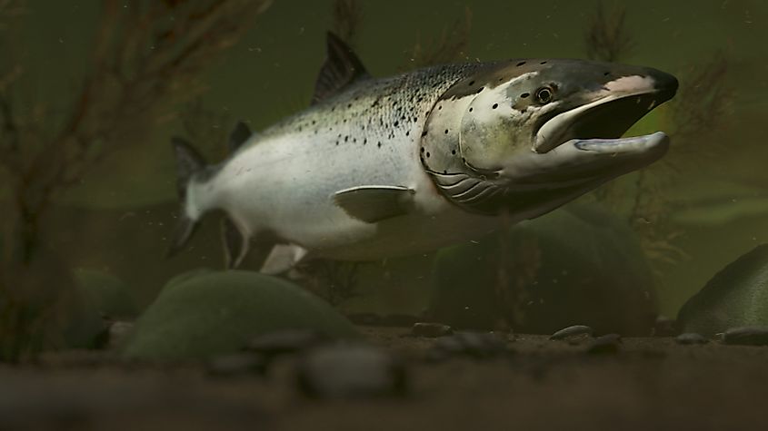 An Atlantic salmon (Salmo salar)