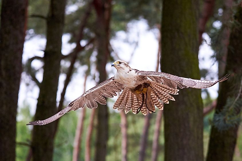 A saker falcon in flight (Falco cherrug)