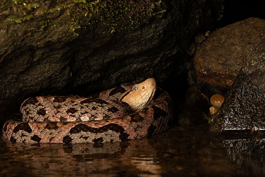 A Fer-de-lance snake