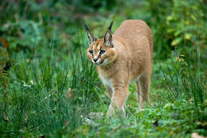 A caracal (Caracal caracal)