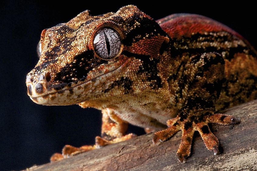 Gargoyle gecko / Rhacodactylus auriculatus. Credit: reptiles4all via Shutterstock
