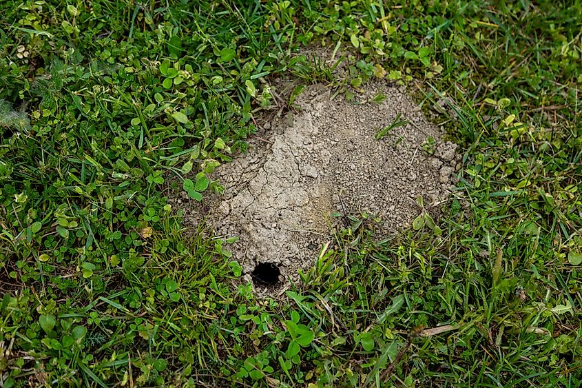 The entrance to a mole nest