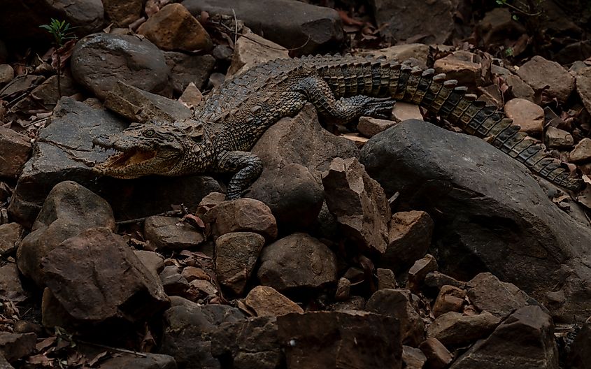 A baby mugger crocodile