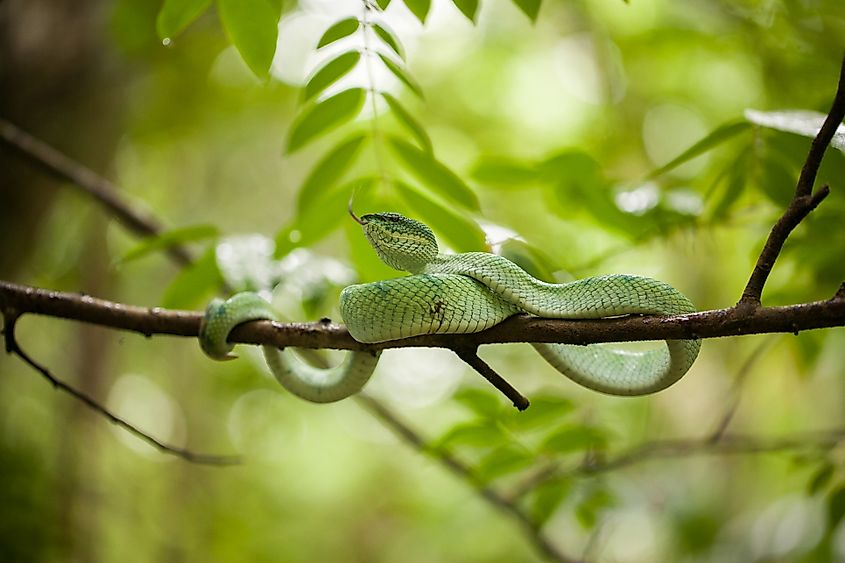 A Malayan pit viper (Calloselasma rhodostoma)