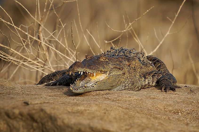 A mugger crocodile (Crocodylus palustris)