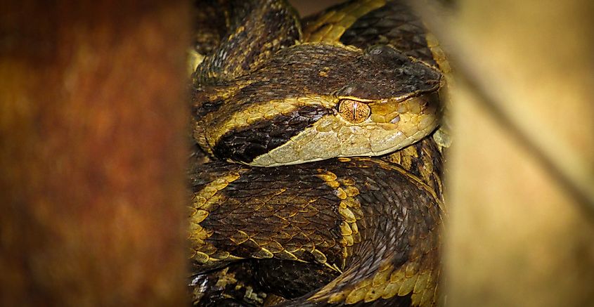 A jararaca (Bothrops jararaca)