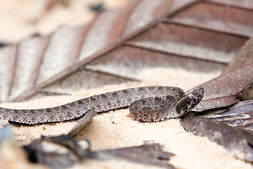 A Malayan pit viper (Calloselasma rhodostoma)