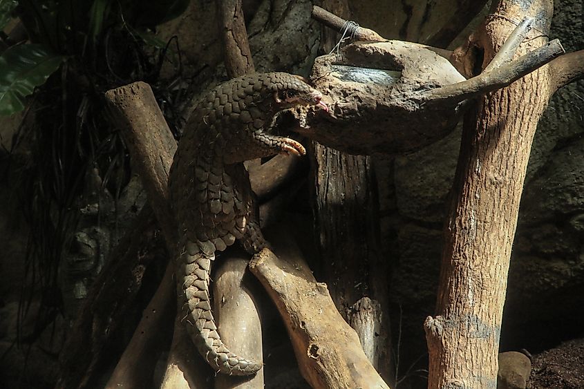 A pangolin eating food